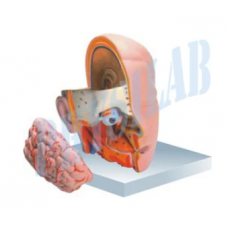 Human Head With Brain - 3 Parts